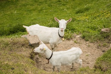 Keçiler tarlada. Anne ve bebek kameraya bakıyor..