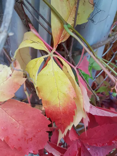 Red and yellow autumn leaves close up
