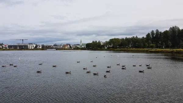 Birds swimming on a pond in Reykjavik, Iceland with the city on background