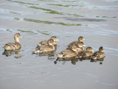 Young mallards swimming on water