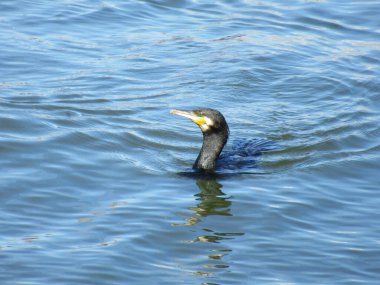 Green-eyed cormorant swimming deed on blue water
