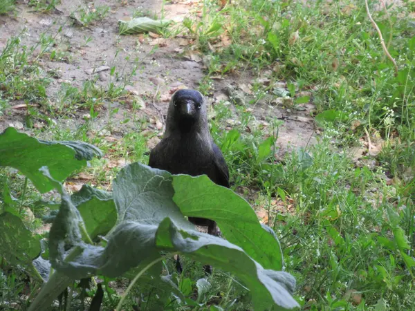Jackdaw looking towards camera behind green leaves
