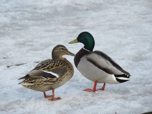 Mallard couple standing together on snow