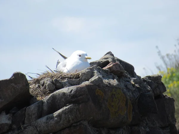 Seagull sitting on its nest on top of rocks with blue sky on background