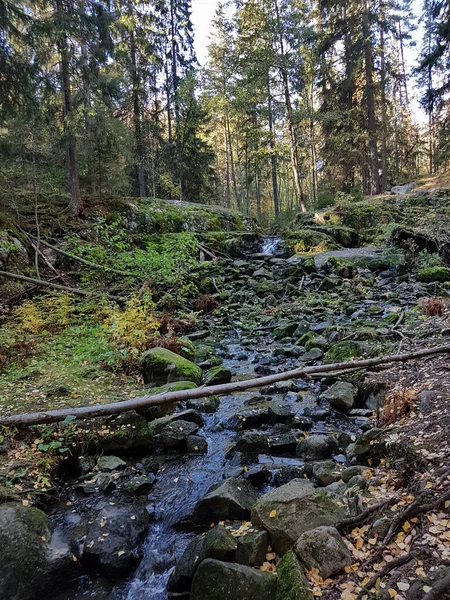 Narrow stream, rocks and trees in a forest