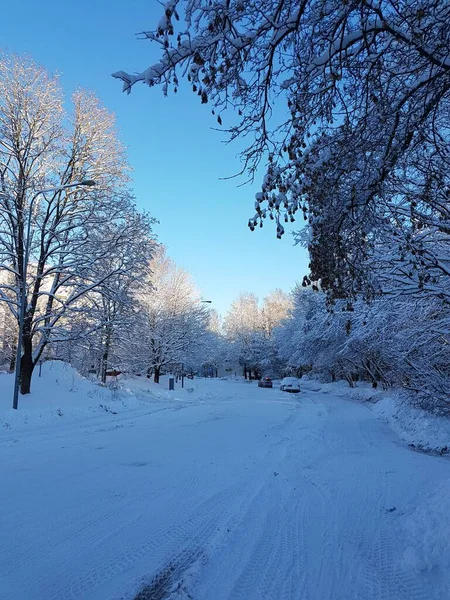 Snowy driveway and snow-covered trees in a suburb with bright blue sky