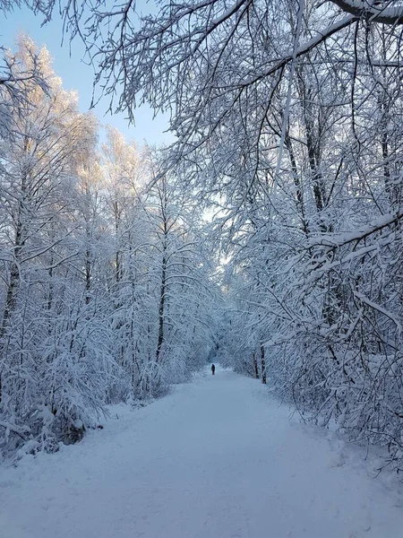 Snow-covered trees and a person walking on a snowy walkway on a bright winter day
