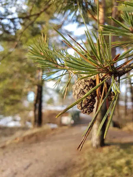 Pine needles and cones in a park at winter