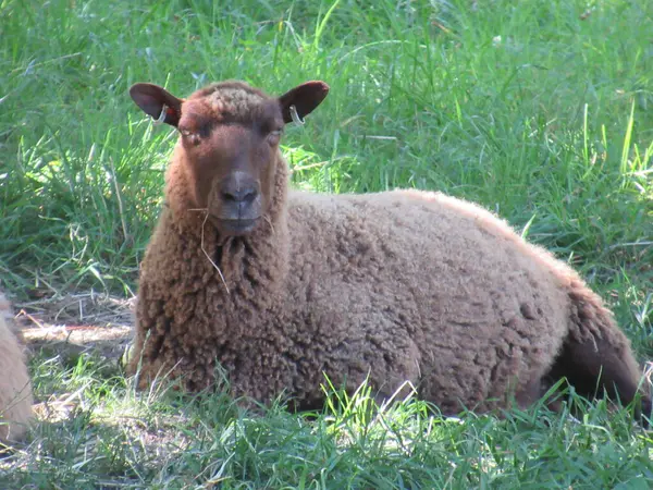 Yazın yeşil çimlerde dinlenen kahverengi bir koyun.