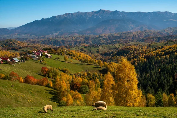 Bela Paisagem Outono Transilvânia Romena — Fotografia de Stock