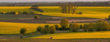 Baharın manzarası, organik tarlalar akşam güneşinin altında.