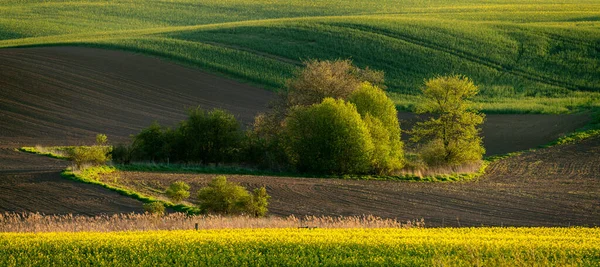 Vue Panoramique Verdure Terres Agricoles Biologiques Parsemées Flèche Terre Touffes — Photo