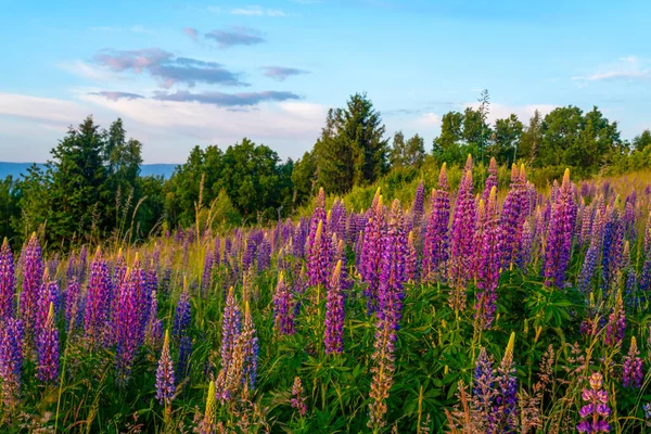 stock image Flowering lupines on a mountain meadow during sunrise