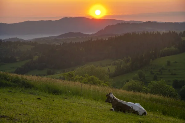 Cows Mountain Pasture Sunrise — Stock Photo, Image