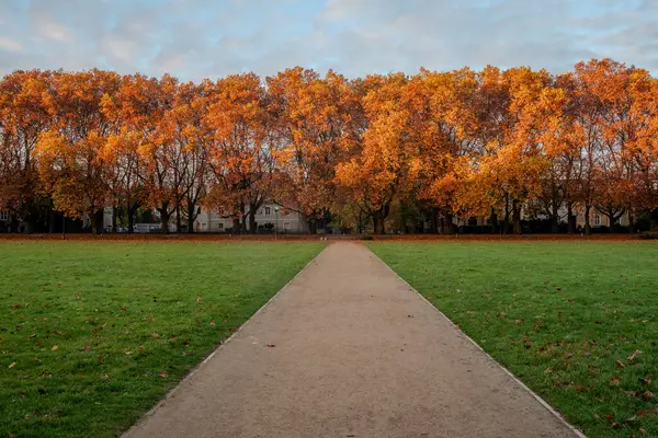 Krásná Monumentální Avenue Starých Stromů Slunečného Podzimního Rána Szczecin Polsko — Stock fotografie