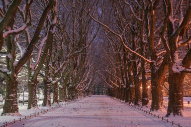 Uçak ağaçları kışın parkta ara sokakta, Szczecin, Polonya.