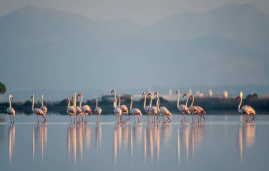 Lefkada adasındaki sığ bir deniz koyunda duran flamingolar güneşin doğuşuyla aydınlanır.