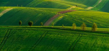 Moravya Tuscany, yeşil tarım arazilerinden oluşan dalgalı arazi ekolojik ağaç kemerleriyle kesişiyor.