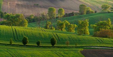 Moravya Tuscany, yeşil tarım arazilerinden oluşan dalgalı arazi ekolojik ağaç kemerleriyle kesişiyor.