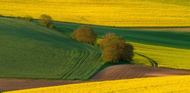 Dalgalanan kolza tohumu tarlaları ve yeşil taze tahıllar ağaçlarla kaplı ekolojik şeritlerle karışıyor. Güney. Moravya, Çek Cumhuriyeti