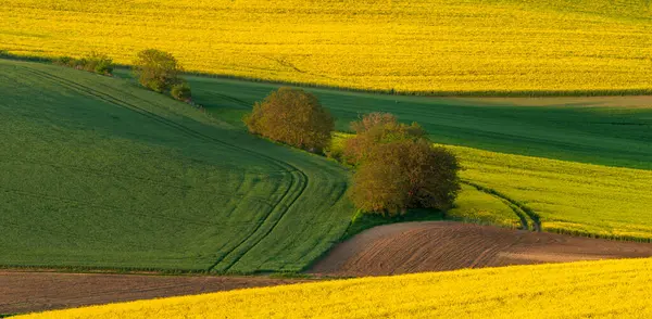 Dalgalanan kolza tohumu tarlaları ve yeşil taze tahıllar ağaçlarla kaplı ekolojik şeritlerle karışıyor. Güney. Moravya, Çek Cumhuriyeti