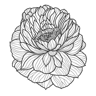 Şakayığın boyama sayfası, çizim biçimi