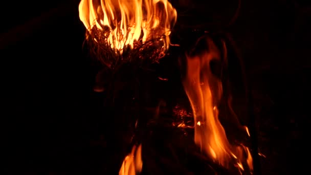 自然の中でキャンプファイア 夜や夜のキャンプでのたき火 — ストック動画