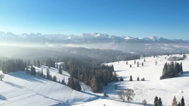 Zimowy Krajobraz Górach Widok Powietrza Śnieg Zakryte Drzewa Góry Drone — Wideo stockowe