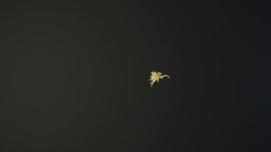 Çizgilerden yapılmış insan testisleri. Üreme Erkek Sistemi. Büyüyen animasyon açılıyor. Tıbbi konsept. 3B Hazırlama.