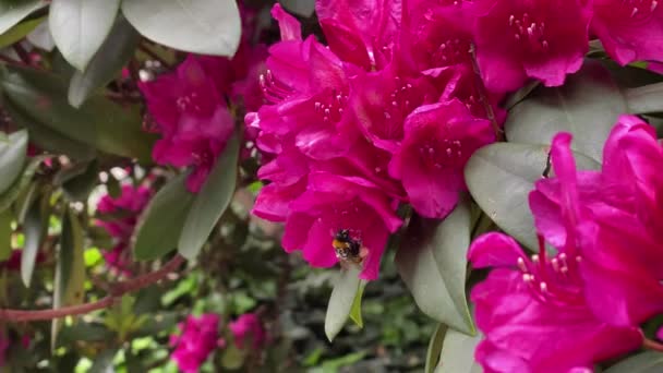 Крупный План Bumble Bee Hovering Flower Pollen Covered Legs Шмель — стоковое видео