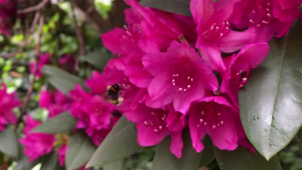 花粉で覆われた足で花の近くにバンブルビーホバリングの閉鎖 バンブルビーは花蜜を収集します 自然景観 — ストック動画