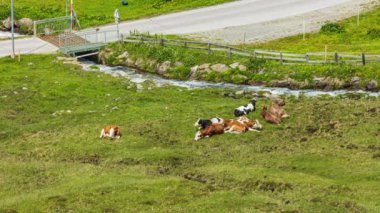Zaman aşımı, alp çayırlarında otlayan inekler. İnekler ve sığırlar Alplerde çim biçiyor. Kuehtai, Tirol, Avusturya.