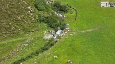 Zaman aşımı, alp çayırlarında otlayan inekler. İnekler ve sığırlar Alplerde çim biçiyor. Kuehtai, Tirol, Avusturya.