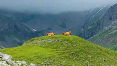 Zaman aşımı, alp çayırlarında otlayan inekler. İsviçre Alplerinde inekler ve sığırlar ispiyonluyor. Glattalp, Muotathal, Schwyz Kantonu, İsviçre.