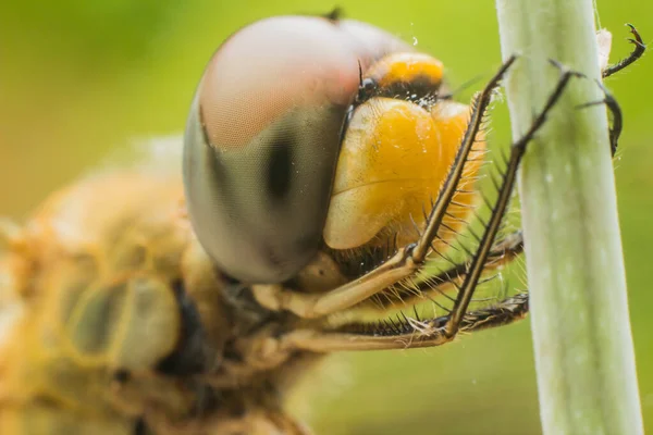 stock image dragonfly Close-up image