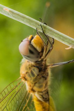 Yusufçuk yakın plan görüntüsü