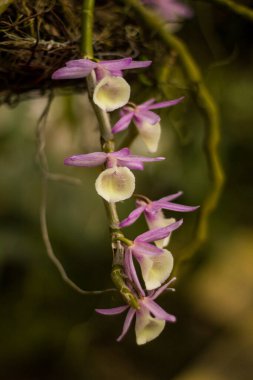 Vahşi doğada açan orkide çiçeği.