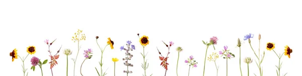 Set Van Verschillende Kleuren Zomer Bloemen Geïsoleerd Wit — Stockfoto