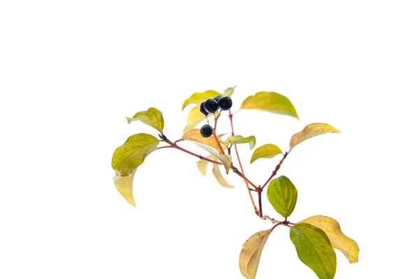 Zbliżenie Rośliny Liśćmi Jagodami Typowa Roślina Wrześniowa Izolowana Białym — Zdjęcie stockowe