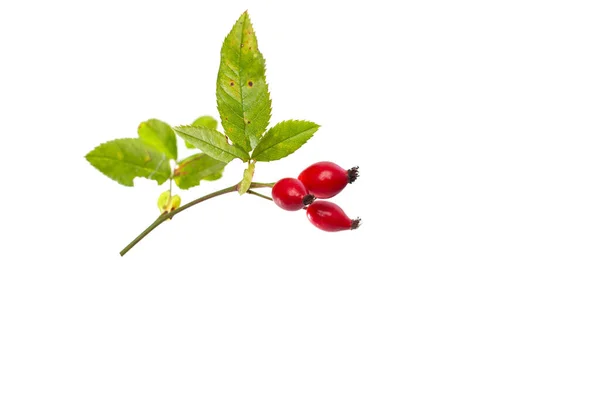 Close Plant Red Berries Rose Hip Typical September Plant Isolated — Stock Photo, Image