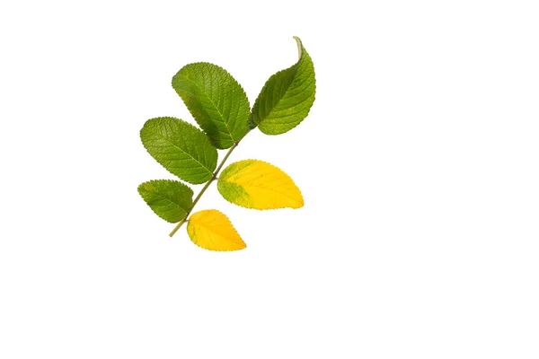 Zblízka Typické Zářijové Rostliny Izolované Bílém — Stock fotografie