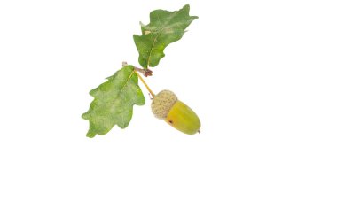 Tipik bir Eylül bitkisi, beyaz üzerine izole edilmiş.