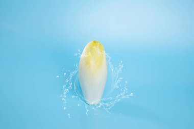 Bir çiğ hindiba salatası kökü veya hindiba, mavi bir yüzeyin üzerinde oturur, bir makro fotoğraf, minimalizm, arka taraf aydınlatma, su etkisi