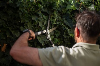 Bir adam bir makasla çit kesiyor, sarmaşık bitkileri, görüntüyü kapat.