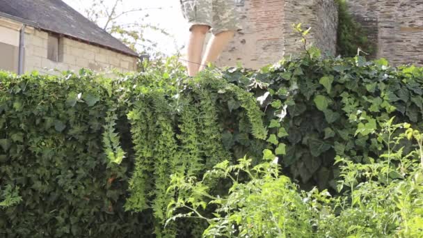 Человек Режет Изгородь Ножницами Заросшие Плющом Растения Закрывает Изображение — стоковое видео