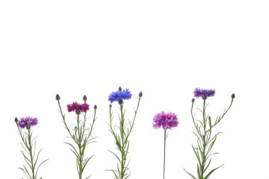 Beyaz arka plana karşı yedi sıra çiçek. Botanik çalışmalar veya sanatsal kullanım için çeşitlilik ve büyüme aşamaları.