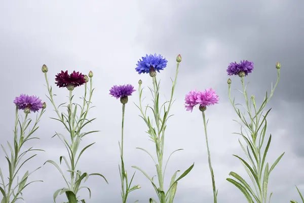 stock image a group of purple and blue cornflowers against a cloudy sky, a portrait, romanticism, high res photo