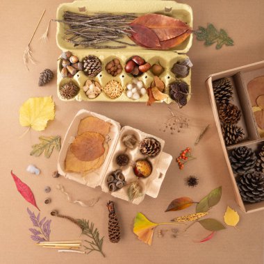 Boş yumurta kutusundaki doğal eşyaların düzenli bir şekilde toplanması, dağınık kırmızı yapraklar, kozalaklar, meşe palamudu ve kutunun etrafında küçük yuvarlak tohumlar veya meyveler.