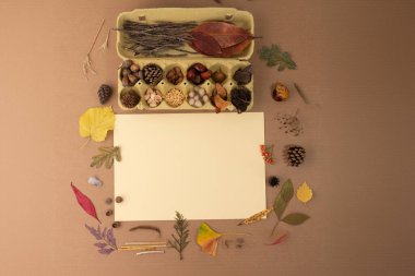 Doğal malzemeler, meşe palamutları, kestaneler, koniler ve diğer orman malzemelerinden yapılan el sanatları malzemeleri, sonbahar düzlüğü,