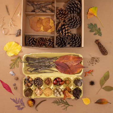 Çimenler, yapraklar, tohumlar, tüyler, çam kozalakları, ağaç dilimleri, dallar ve kırmızı yapraklar, meşe palamudu ve böğürtlenlerle dolu iki karton kutudan oluşan doğa temalı kompozisyon.